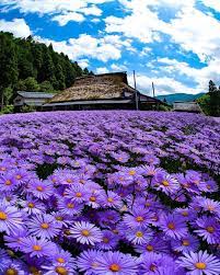Aster Yama P32750 Photo Selected By Ponyfony Thank You For Tagging Pon Beautiful Flowers Garden Beautiful Flowers Flower Garden