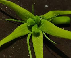 Image result for Trochomeria debilis