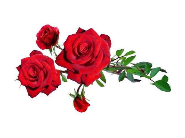 গোলাপ ফুল ছবি ডাউনলোড,ফুলের ছবি ডাউনলোড