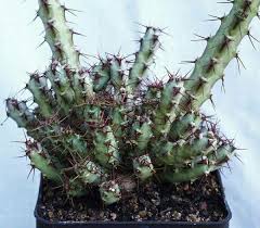 Image result for Euphorbia schinzii