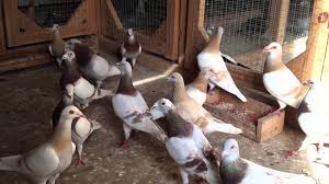 Posta Guvercini Pigeon Breeds Pigeon Pictures Pigeon