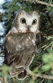 Saw Whet Owl Indiana By Gail Melville Shumway Saw Whet Owl Owl Pictures Beautiful Owl