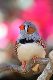 Black And White Bird With Long Tail And Orange Beak Zebra Finches Are Perfectly Characterised By Their Colourful Friendly Facades They Are Bright Boisterous And Gregarious Birds With Stubby O Birds Pretty Birds Zebra Finch