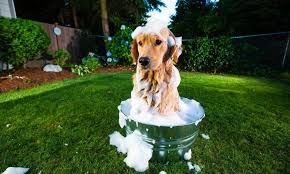 Grooming your dog in comfort and safety. Best Dog Bathing Tub 2021