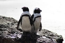 Pinguine schwimmen im meer, sitzen auf felsen oder liegen am strand. Boulders Beach Und Foxy Beach Pinguine Sudafrika
