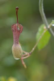 Image result for Ceropegia meyeri-johannis