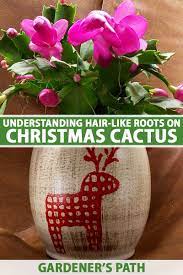 It actually looks like a thanksgiving cactus to me vs christmas and easter cacti. Understanding Hair Like Roots On Christmas Cactus Gardener S Path