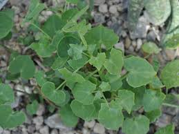 Image result for Senecio oxyriifolius