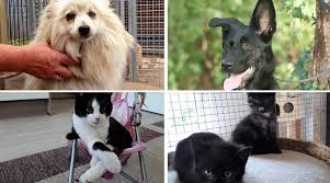 » lesen sie hier allgemeines zu unserer … Tierschicksale Diese Hunde Und Katzen Brauchen Hilfe Nordkurier De