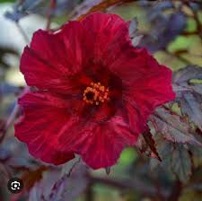 Image result for Hibiscus mutatus