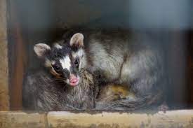 Chinese ferret-badger - ZooChat