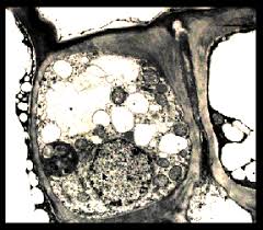 460kb, structure of plant cell, drawing picture with tags: 23 December 2011 Science Form 1
