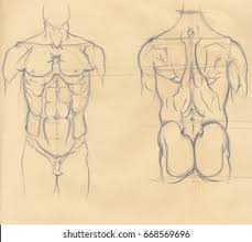 Begins with the structural characteristics of bones and muscle mass. Hand Drawn Illustration Torso Muscles Original Stock Illustration 668569696