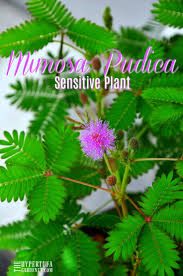 Touch Me Not Mimosa Pudica Sensitive Plant The Hypertufa Gardener Moving Plants Sensitive Plant Plants