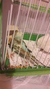 kusumun ayagi kirik mi kafeskuslari com muhabbet kusu sultan papagani ispinoz kanarya forumu