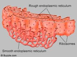 We did not find results for: Animal Cells By Cbgarnerblue On Emaze