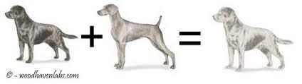 The Truth Behind Silver Labradors