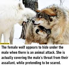 For all of his foibles, this has not stopped him from tearing up the wolves in the past: Wolves Memes Starecat Com