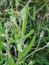 Image result for Gutenbergia