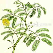 Image result for Neptunia oleracea