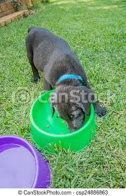 You'll moisten the dry puppy chow with puppy formula or warm water while your pup's being weaned, a process that lasts four to five weeks. Labrador Puppy Eating Labrador Puppy Eating Food And Drinking Water Outside On The Lawn Canstock