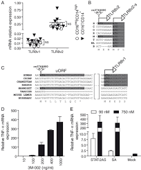 Shop ready to wear, dresses, accessories & shoes. Genetic Modulation Of Tlr8 Response Following Bacterial Phagocytosis Gantier 2010 Human Mutation Wiley Online Library
