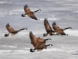 We did not find results for: Canada Goose Identification All About Birds Cornell Lab Of Ornithology