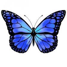 Pin De Carlos Maria En Tatoo Mariposa Azul Tatuaje Mariposa Azul Dibujos De Mariposas