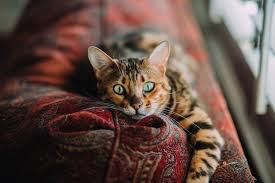 How long does it take for cats to get along? Will A Boston Terrier And Cats Get Along Terrierhub