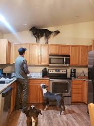 Check spelling or type a new query. 50 Photos Of Animals Having A Worse Day Than You Bored Panda