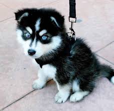 Check spelling or type a new query. Baby Puppy Husky With Blue Eyes Novocom Top