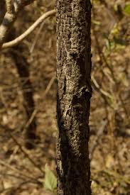 Image result for Senna singueana