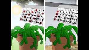 Rinvasare un cactus può essere scoraggiante, ma se ti proteggi dalle spine ed eviti che le radici del cactus si danneggino, il processo di trapianto dovrebbe avere solleva il cactus usando un giornale. Como Cuidar Un Cactus Navideno Youtube