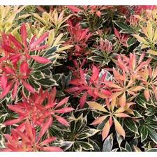 Image result for Pieris japonský obrázek