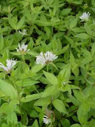 Image result for Leptactina involucrata