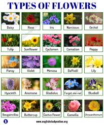 In our homes, flowers make lovely table centrepieces, and they are beautiful in our gardens. Types Of Flowers List Of 50 Popular Flowers Names In English English Study Online Flowers Name List Popular Flowers List Of Flowers