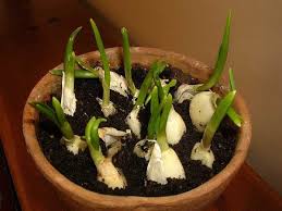 Faire Pousser De L Ail Indefiniment En Pot Chez Soi Culture De Plantes Alimentation Cultiver