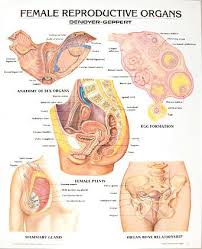 Human anatomy is the study of the shape and form of the human body. 1332 01 Female Reproductive Organs Poster Unmounted Denoyer Geppert Science Company