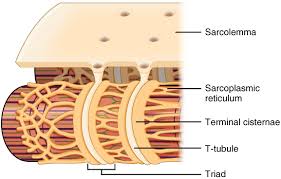 When you are taking anatomy and physiology you will be required major muscles anatomy quiz for anatomy and physiology class! Sarcoplasmic Reticulum Wikipedia
