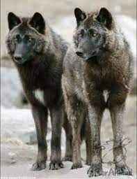 Pin By Jeff Austin On Wolves Wolf Dog Animals Types Of Wolves