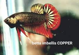 Betta Imbellis Copper Q P S International Aquatics Co Ltd