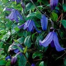 Image result for Clematis recta atropurpurea