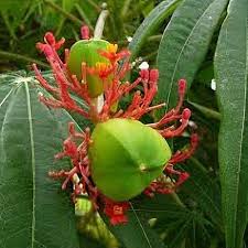 Image result for Jatropha multifida