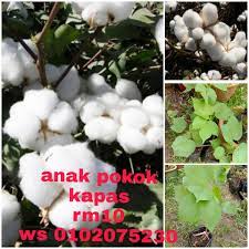 Contextual translation of meaning of gaji pokok into english. Anak Pokok Kapas Rm10 Ws Muria Garden Welding Services Facebook