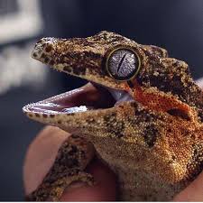Some Chompers On This Gecko From Worldofjungle Reptilesofinstagram Lizardsofinstagram By Snakebytes Tv Instagram Instagram Posts Instagram Photo