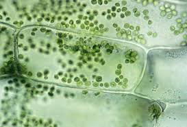 We did not find results for: Learn About Plant Cell Types And Organelles