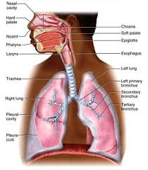 The respiratory system and may be skipped if the reader has an established background. Respiratory System Accessscience From Mcgraw Hill Education
