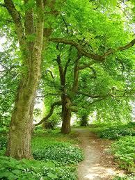 Forest Path Beautiful Nature Forest Path Beautiful Tree