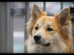 The icelandic sheepdog is a breed of dog of spitz type originating from the dogs brought to iceland by the vikings. Icelandic Sheepdog Youtube