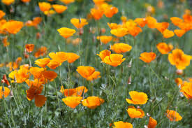 Maybe you would like to learn more about one of these? How To Plant Grow And Care For Poppy Flowers Hgtv